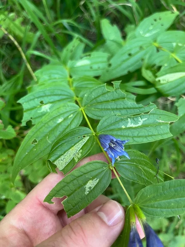 willow gentian