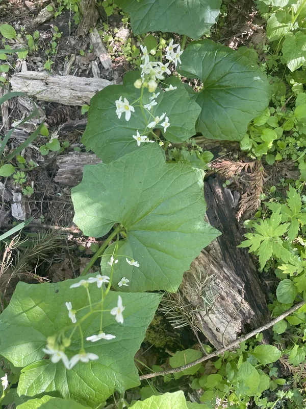 coastal manroot