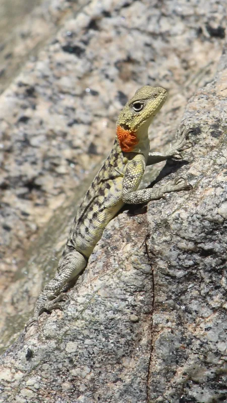 Himalayan Agama