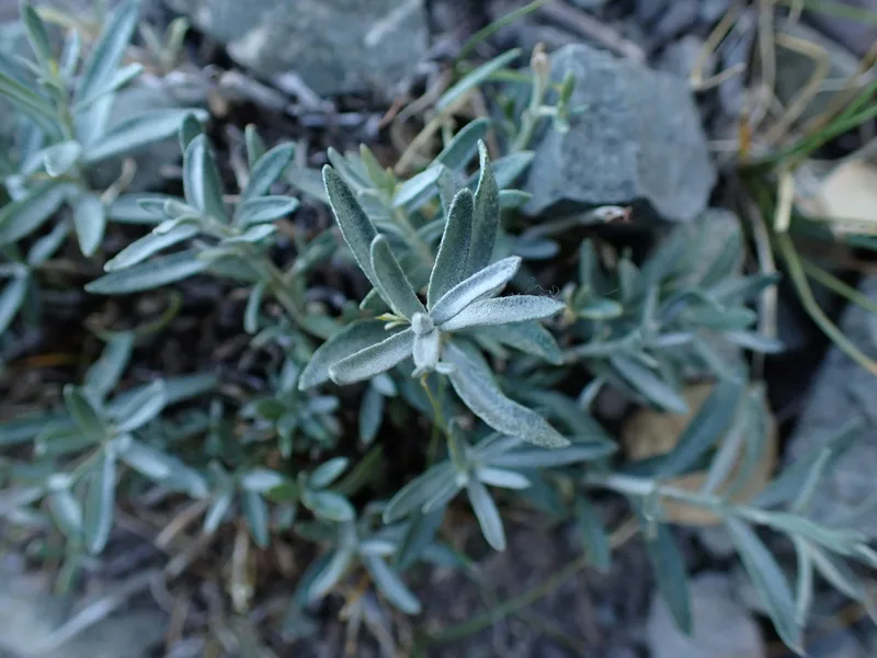 Sea-buckthorn