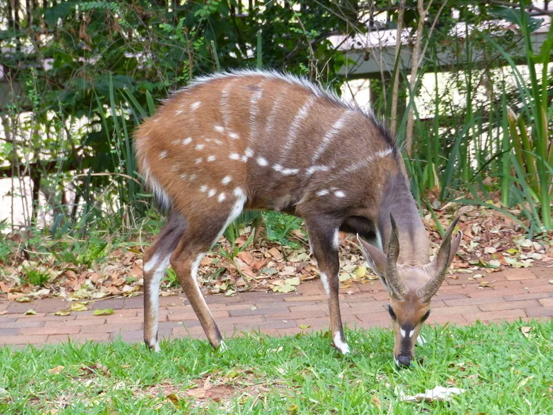 Southern Bushbuck