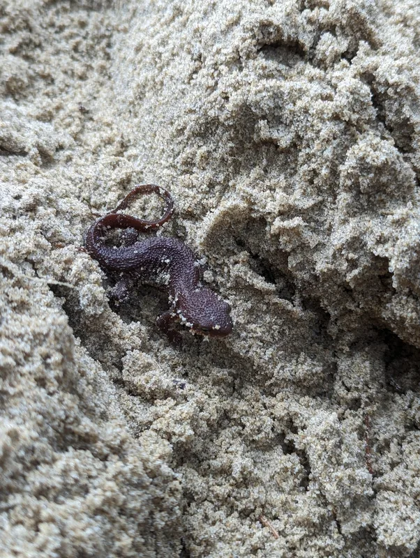 Rough-skinned Newt