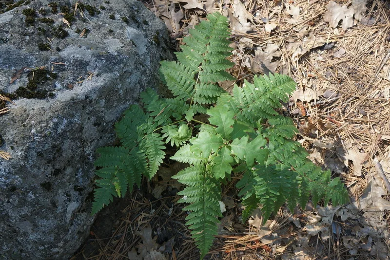 common bracken