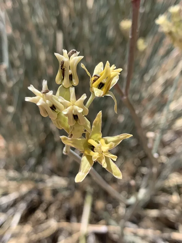 rush milkweed
