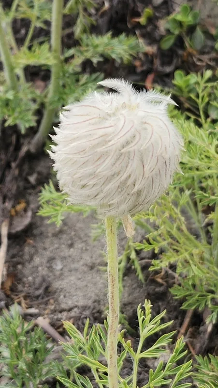 white pasqueflower