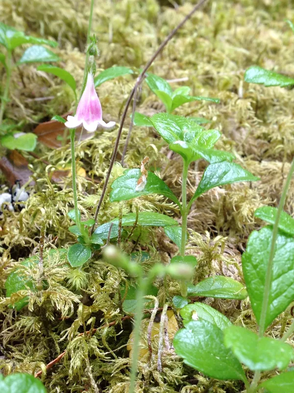 Twinflower