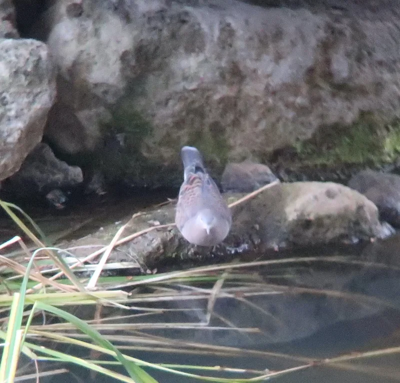Oriental Turtle-Dove