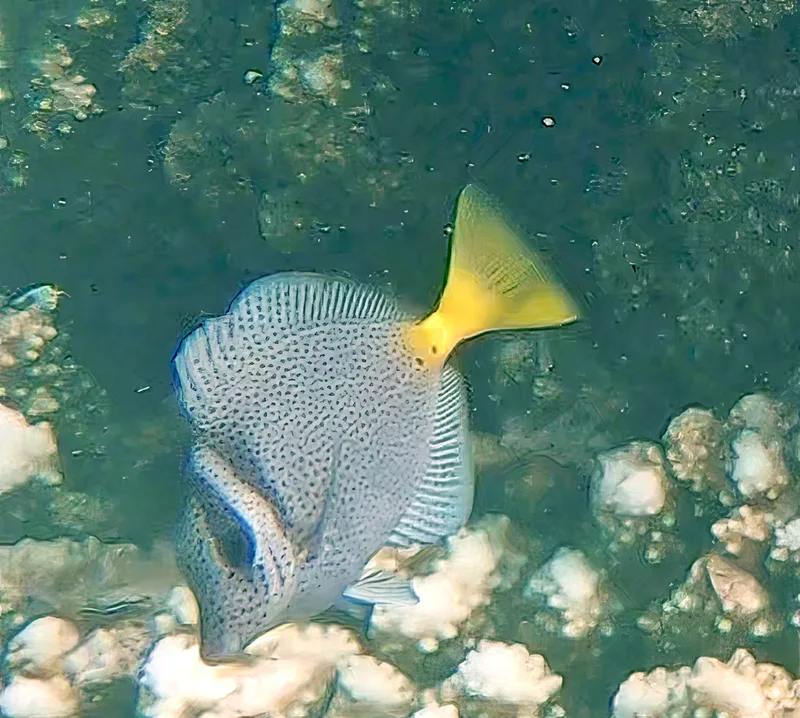 Razor Surgeonfish