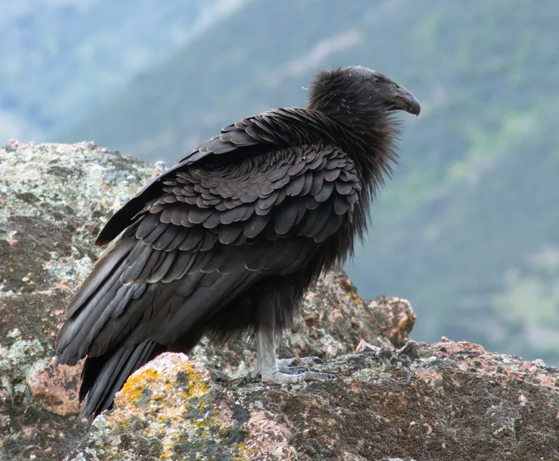 California Condor