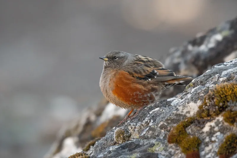 Alpine Accentor