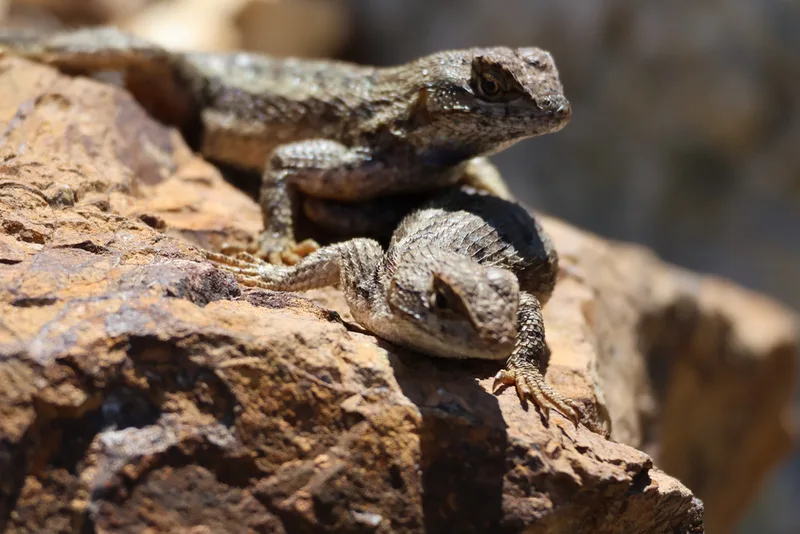 Western Fence Lizard