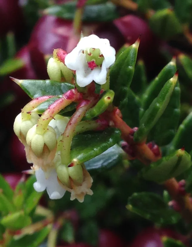 Prickly Heath