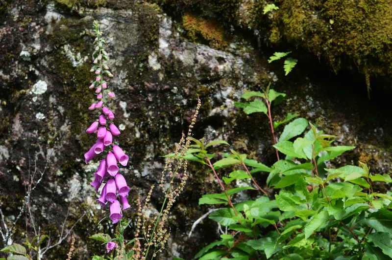 purple foxglove