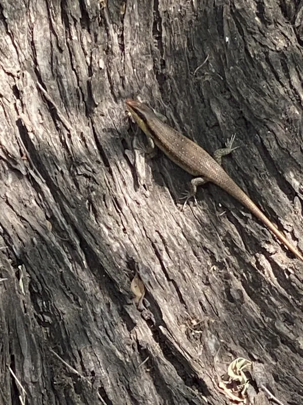 Wahlberg’s Striped Skink