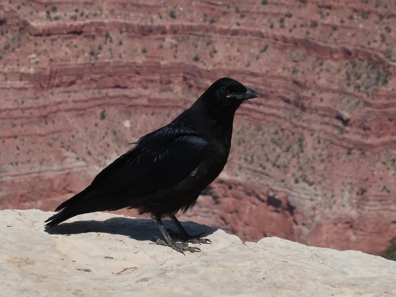 Common Raven