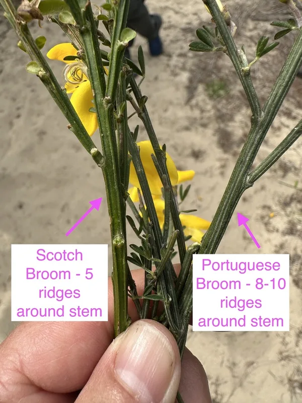 Scotch Broom