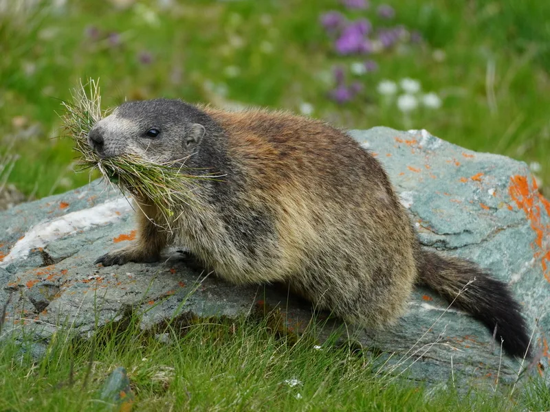 Alpine Marmot