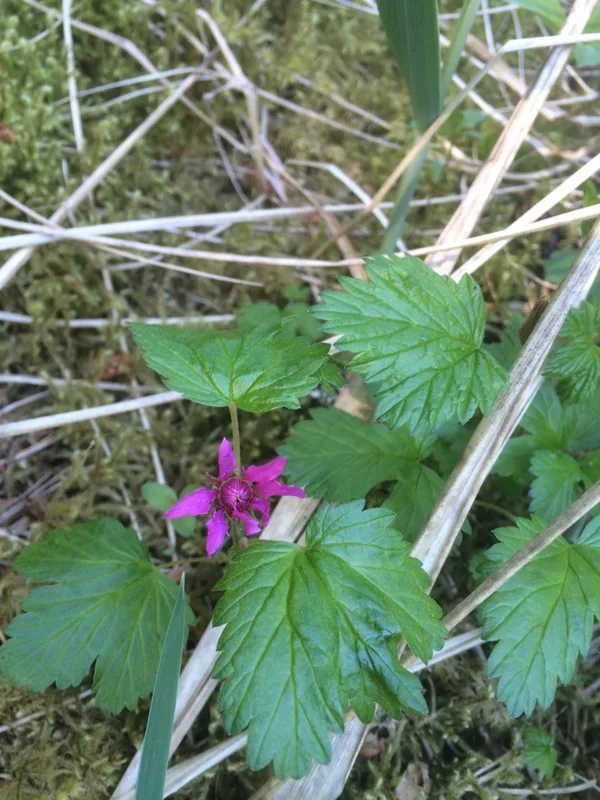 Arctic raspberry