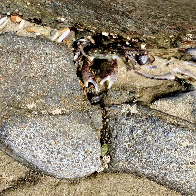 Striped Shore Crab