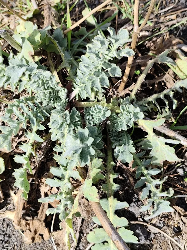 Yellow Horned Poppy
