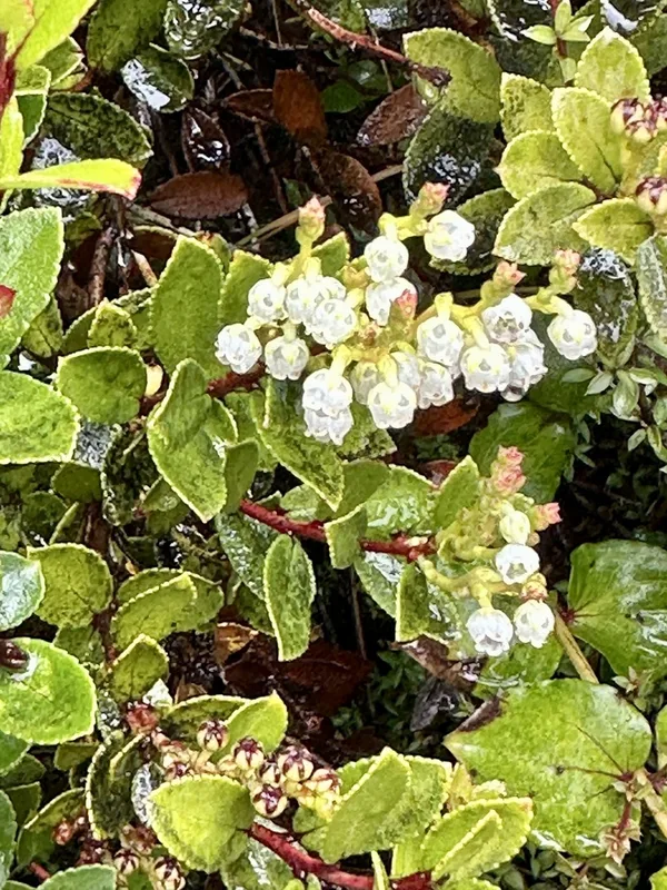 Scarlet snowberry