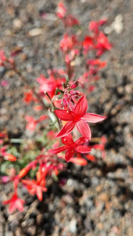 Arizona ipomopsis