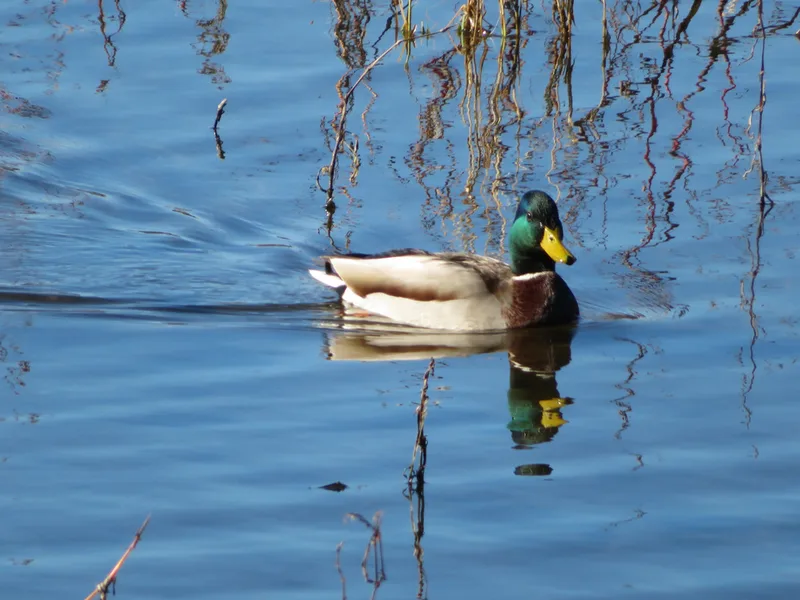 Mallard