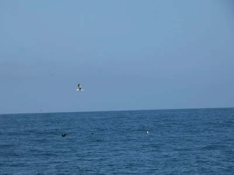 Western Gull
