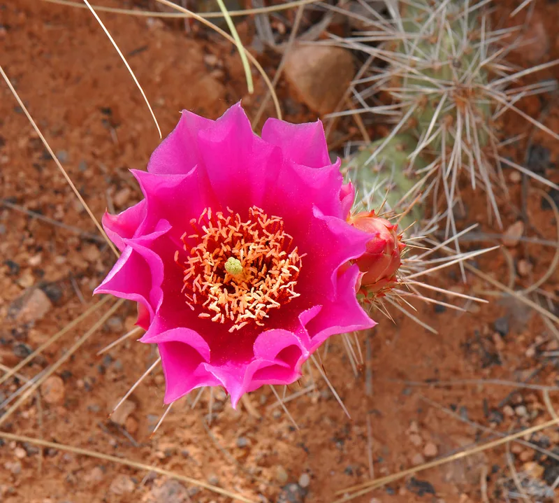 Plains Pricklypear
