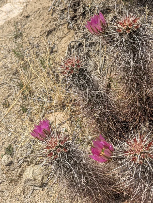 Engelmann's Hedgehog Cactus