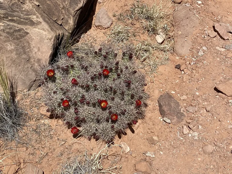 Kingcup Cactus
