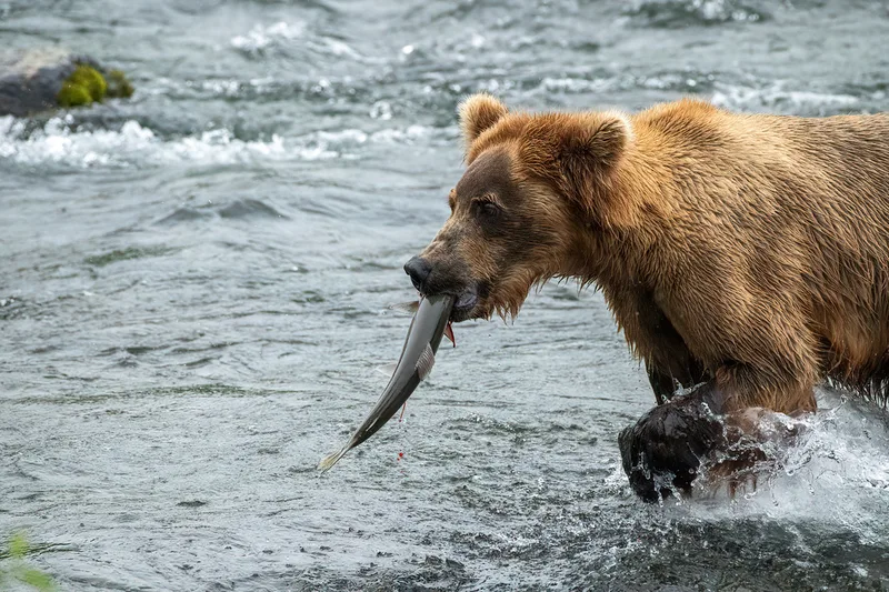 Brown Bear