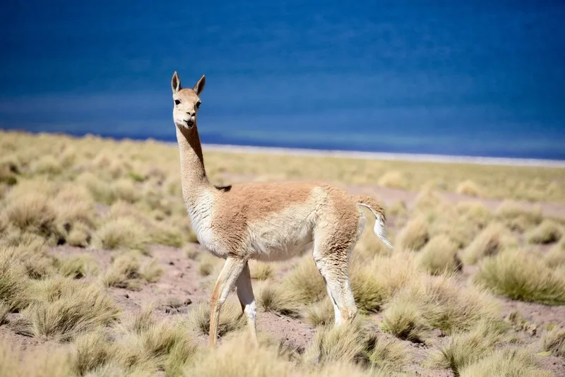 Vicuña