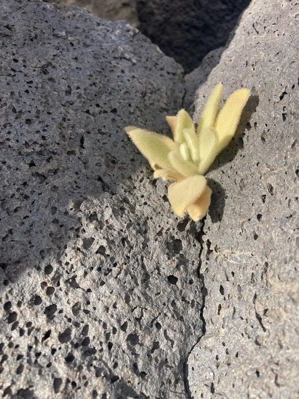 great mullein