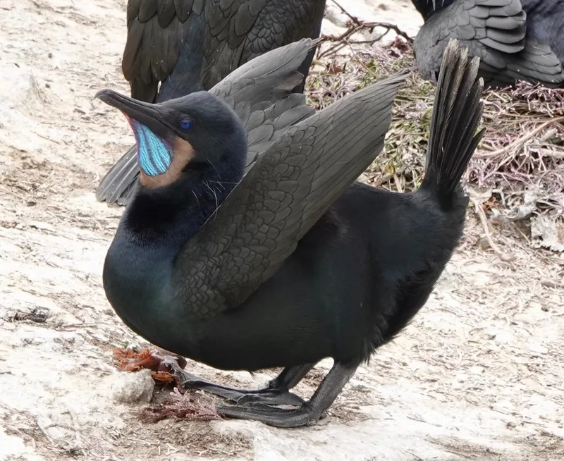 Brandt's Cormorant