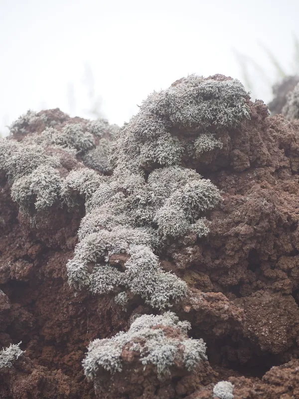 Variegated Foam Lichen