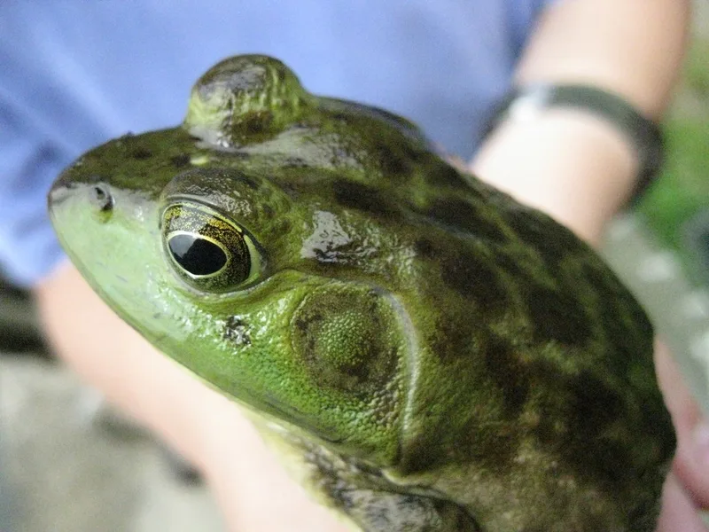 American Bullfrog