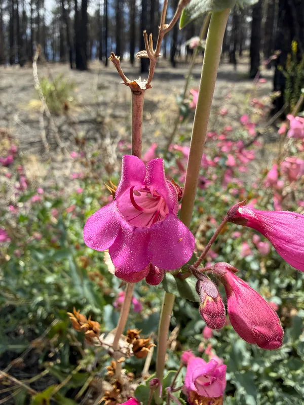 Sunset Crater beardtongue