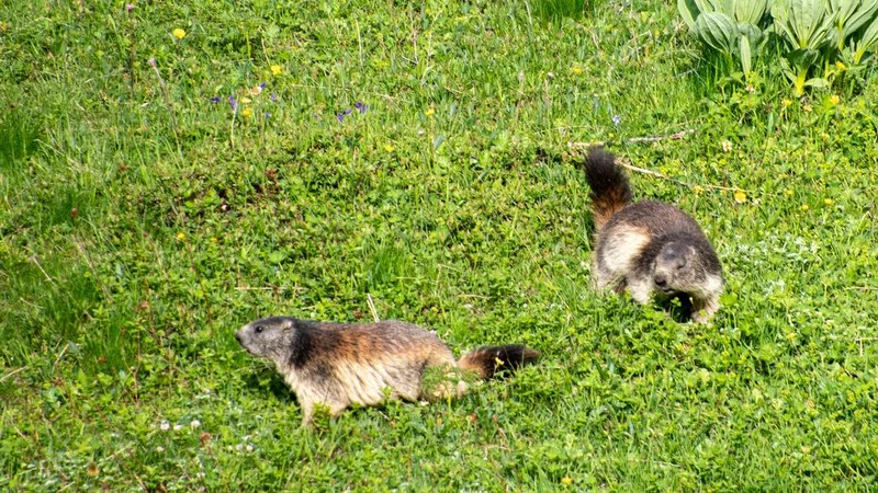 Alpine Marmot