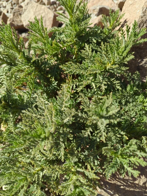 Tenerife Daisy