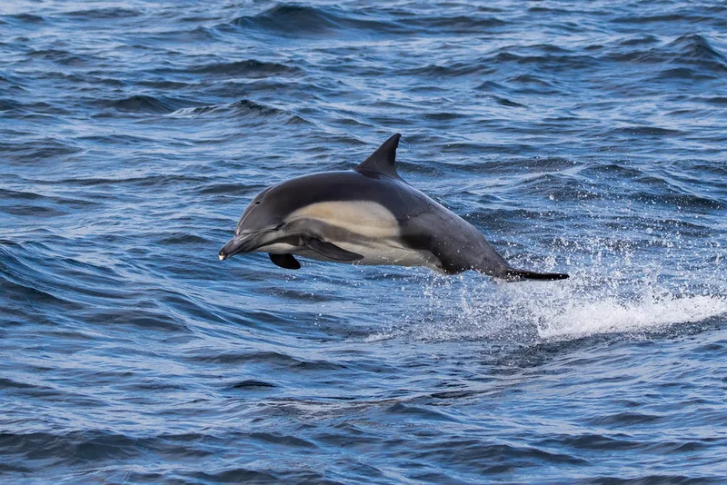 Common Dolphin