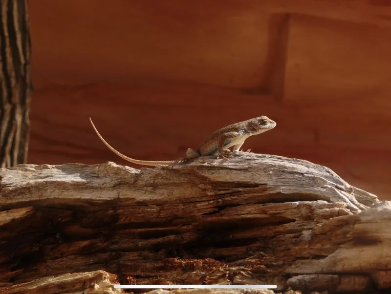 Plateau Fence Lizard