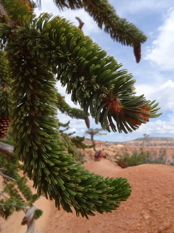Great Basin bristlecone pine