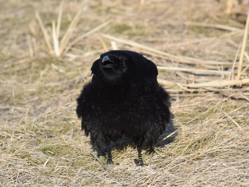 American Crow