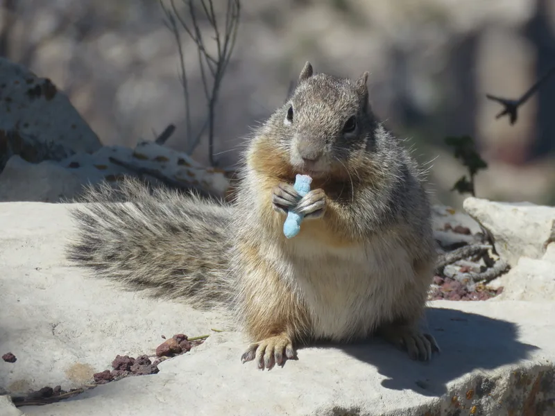 Rock Squirrel
