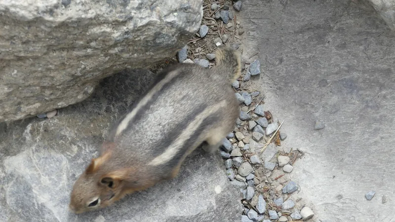 Common Golden-mantled Ground Squirrel