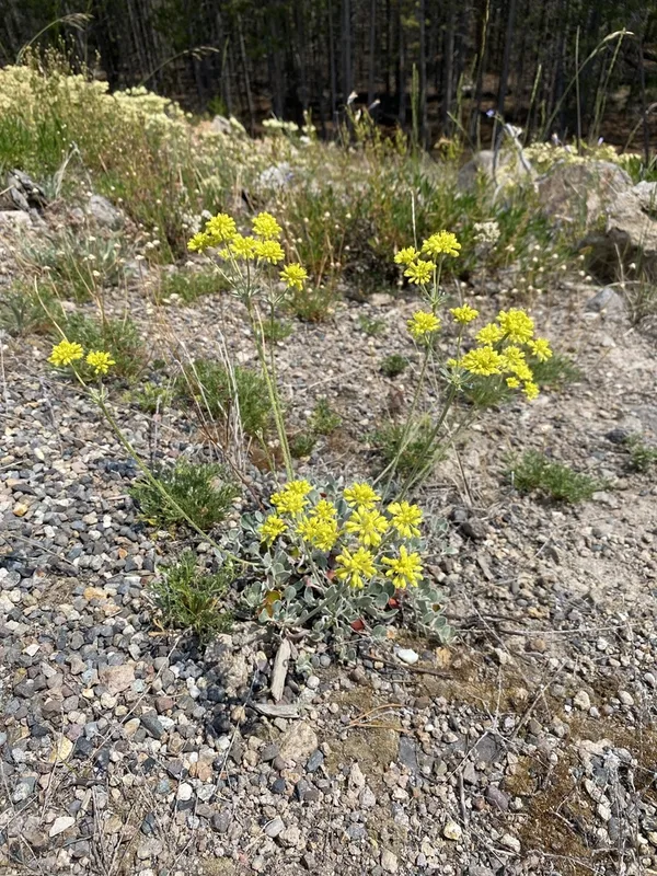 sulfur buckwheat