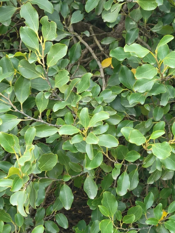 New Zealand Broadleaf