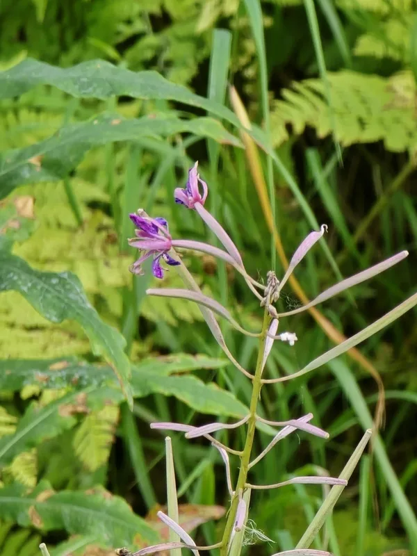 fireweed