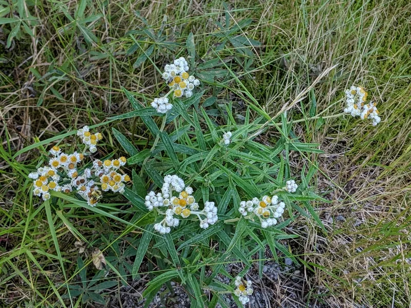 pearly everlasting